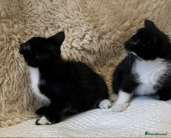Mixed Breed cats Kittens - Advert 4