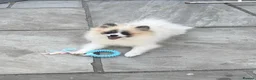 Pomeranian dogs for sale: Adorable Female Pomeranian puppy 7 months old - Advert 1