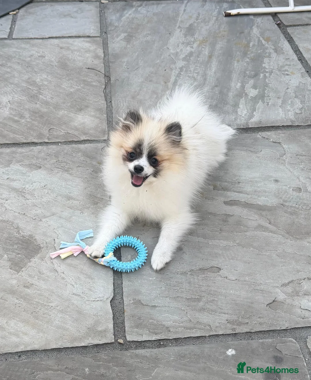 Pomeranian dogs for sale: Adorable Female Pomeranian puppy 7 months old - Advert 1