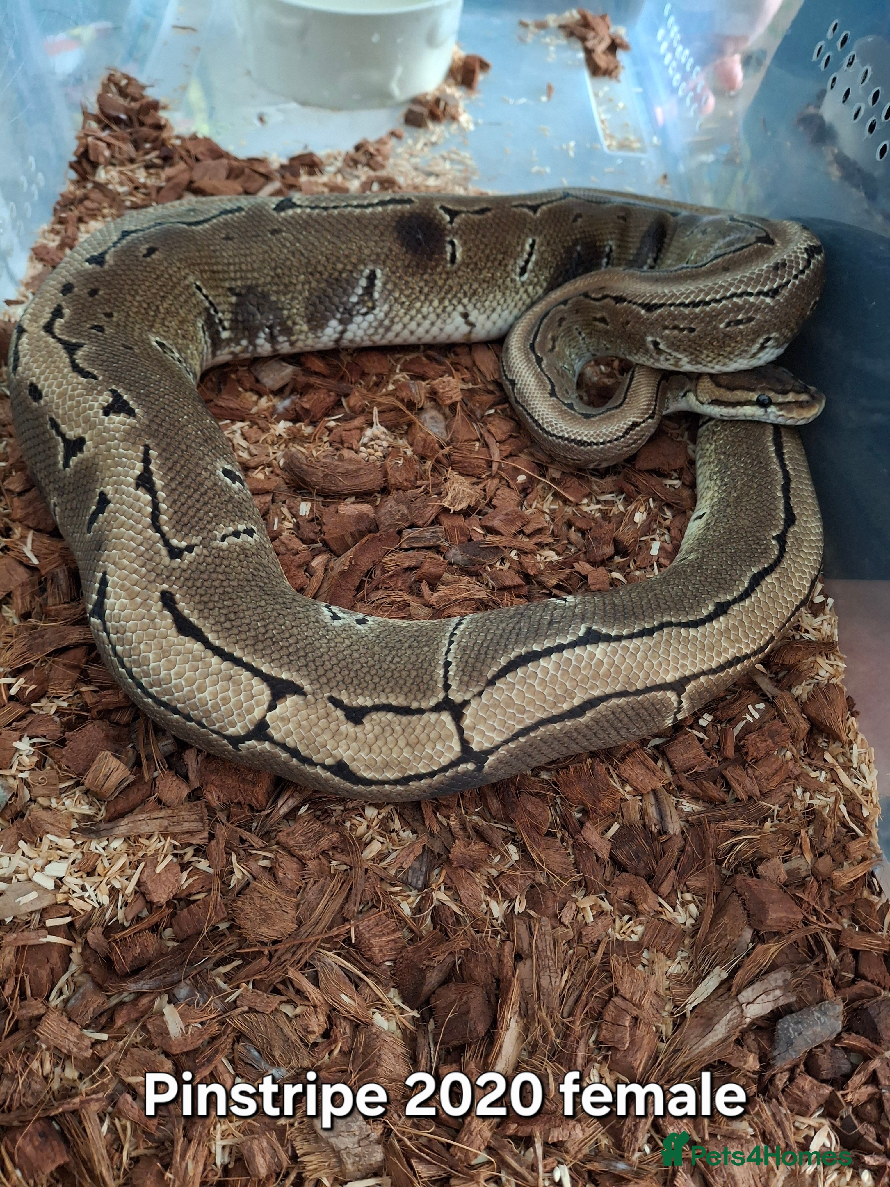 Python Snake reptiles Ball python 1 normal male 2 Pinstripe females  - Advert 1