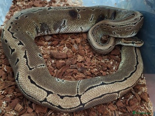 Python Snake reptiles Ball python 1 normal male 2 Pinstripe females - Advert 1