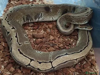 Python Snake reptiles Ball python 1 normal male 2 Pinstripe females - Advert 15