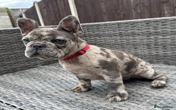 French Bulldog dogs for sale: French Bulldog Puppies with 3 Vaccines Included in Walton-on-Thames - Image 20