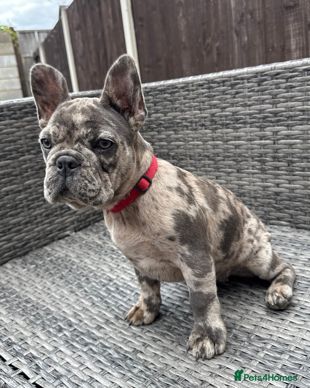 French Bulldog dogs for sale: French Bulldog Puppies with 3 Vaccines Included in Walton-on-Thames - Image 20