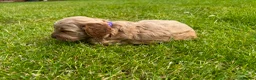 Cockapoo dogs for sale: Toy cockapoo puppies (golden) (tri) super cute - Advert 6