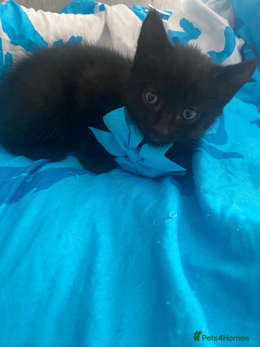 Mixed Breed cats for sale: Kittens Nottingham  - Image 11