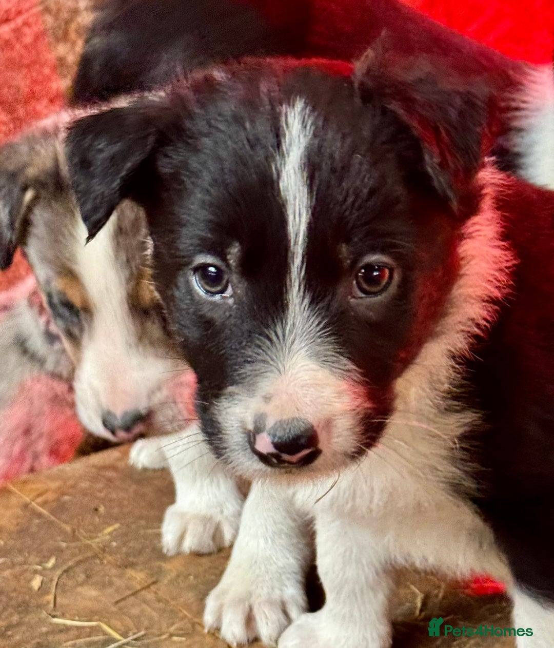 Border Collie dogs for sale: Gorgeous Collie Pups Mum ISDS Reg by Derwen Doug - Advert 5