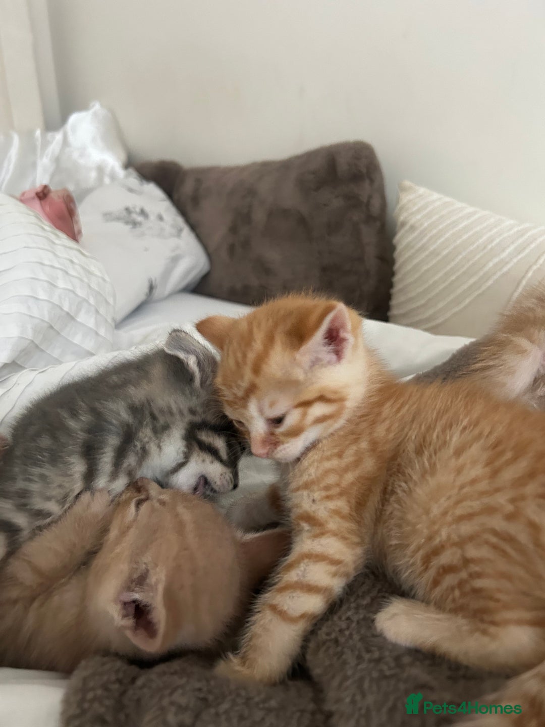 Mixed Breed cats for sale: Beautiful Kittens for sale - Image 13