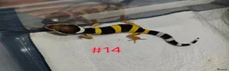 Leopard Gecko reptiles for sale: Leopard geckos available  - Advert 10