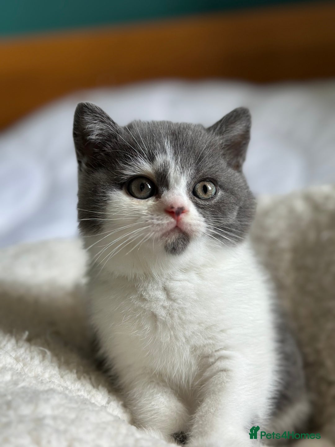 British Shorthair cats for sale: Pedigree British Shorthair Kittens - Image 8