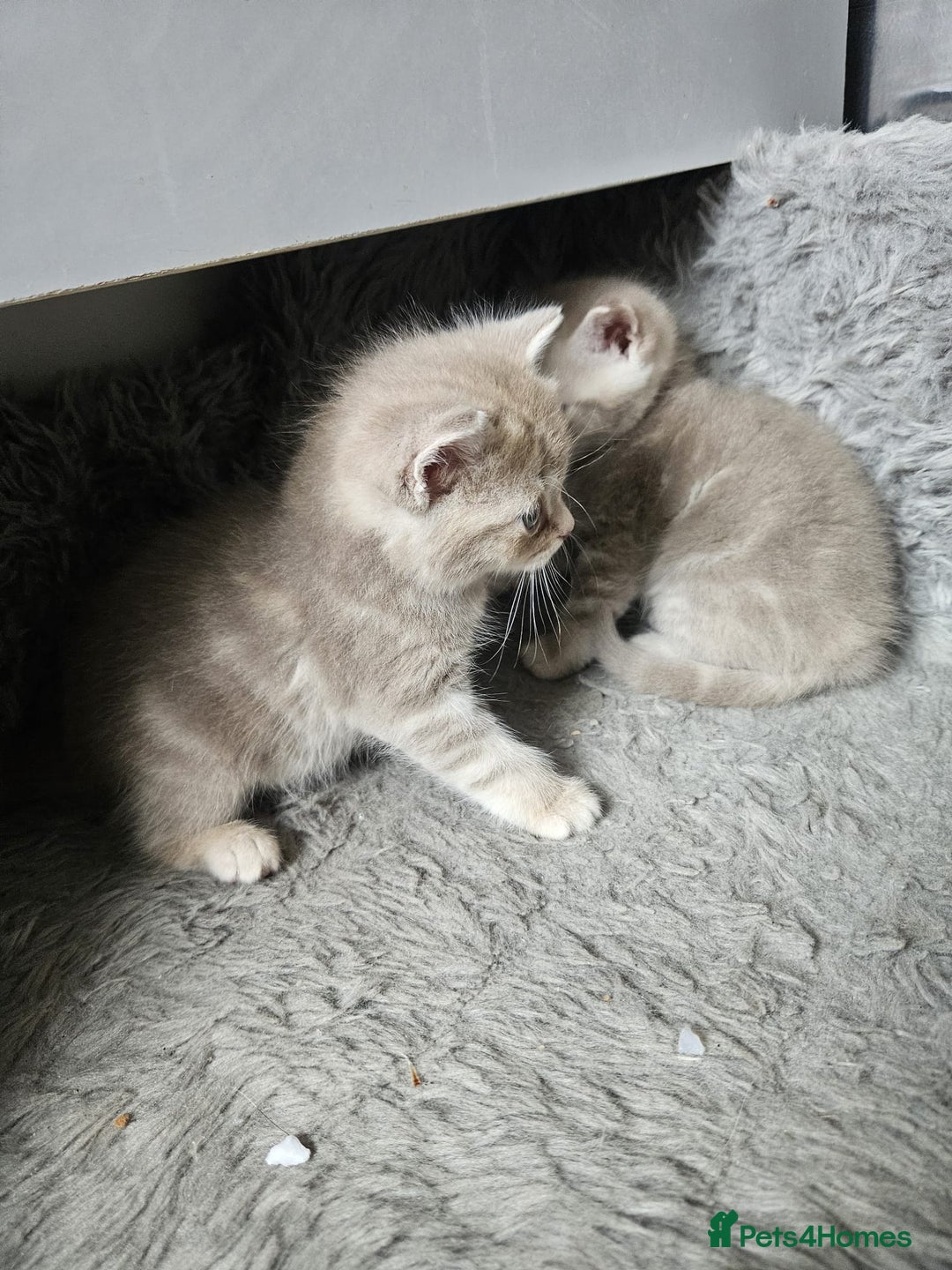 Burmese cats for sale: Beautiful Burmese x British kittens for sale 🤍  - Image 22
