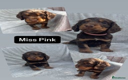 Cocker Spaniel dogs for sale: Extensively Health tested/KC REG Cocker Puppies - Image 10