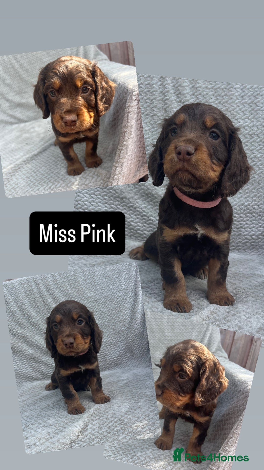 Cocker Spaniel dogs for sale: Extensively Health tested/KC REG Cocker Puppies - Image 10