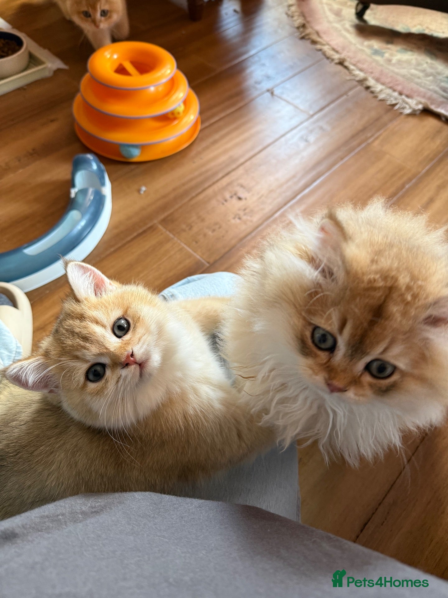 British Shorthair cats Show quality golden chinchillas ready 15/10 - Advert 1
