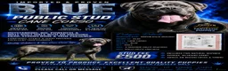 Cane Corso dogs for stud: BLUE AVAILABLE FOR STUD  - Advert 3