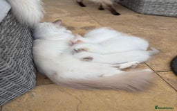 Ragdoll cats for sale: Rarest colour pedigree Ragdoll kittens - Image 14