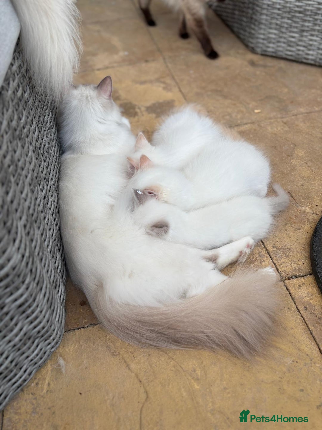Ragdoll cats for sale: Rarest colour pedigree Ragdoll kittens - Image 14