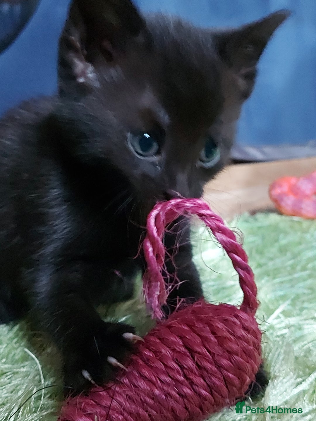 Domestic Shorthair cats for sale: 2 Female Kittens For Sale - Image 6