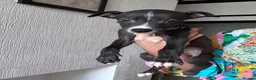 Lurcher dogs for sale: Lurcher puppies M/F  - Advert 8