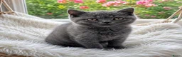 British Shorthair cats for sale: British shorthair  - Advert 7