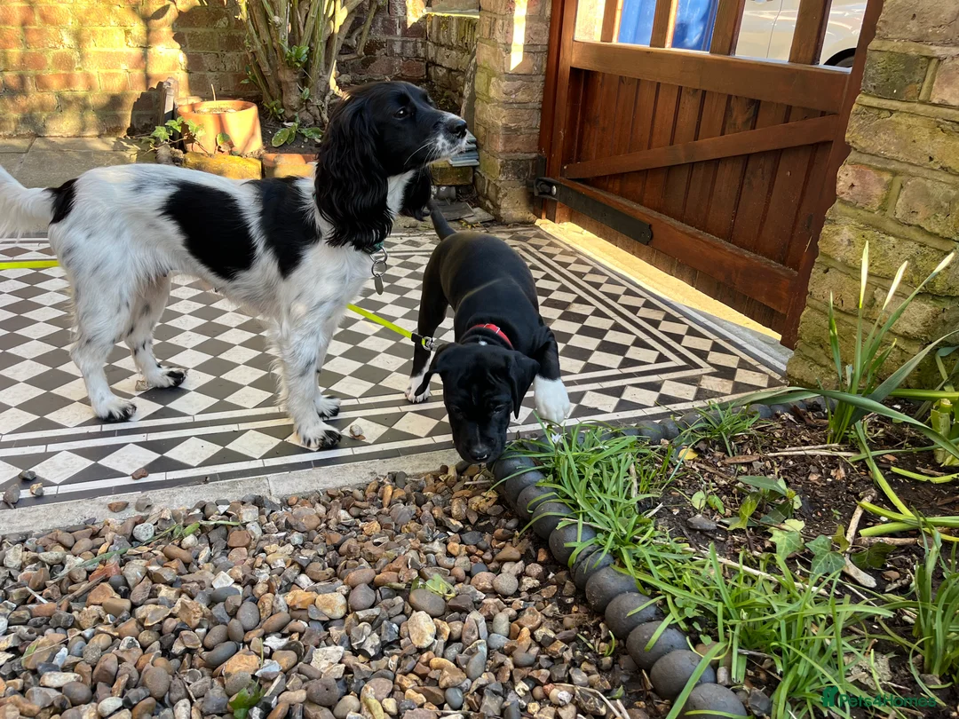 Mixed Breed dogs for sale: 🐾Sweet-natured Spaniel x Bulldog male puppy🐾 in London - Advert 5