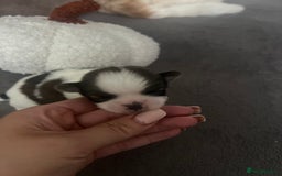 Shih Tzu dogs for sale: Shih tzu puppies  - Image 5