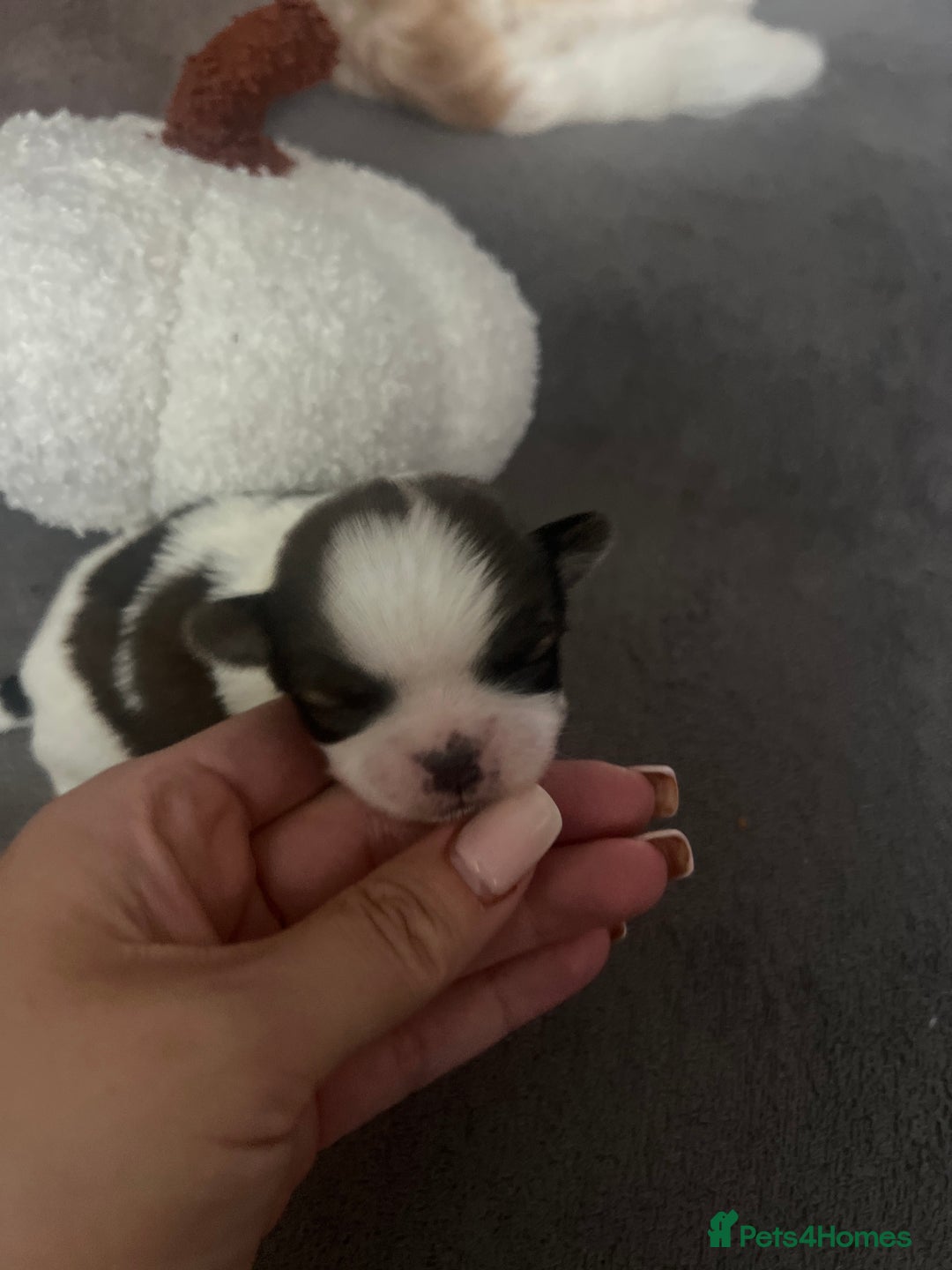 Shih Tzu dogs for sale: Shih tzu puppies  - Image 5