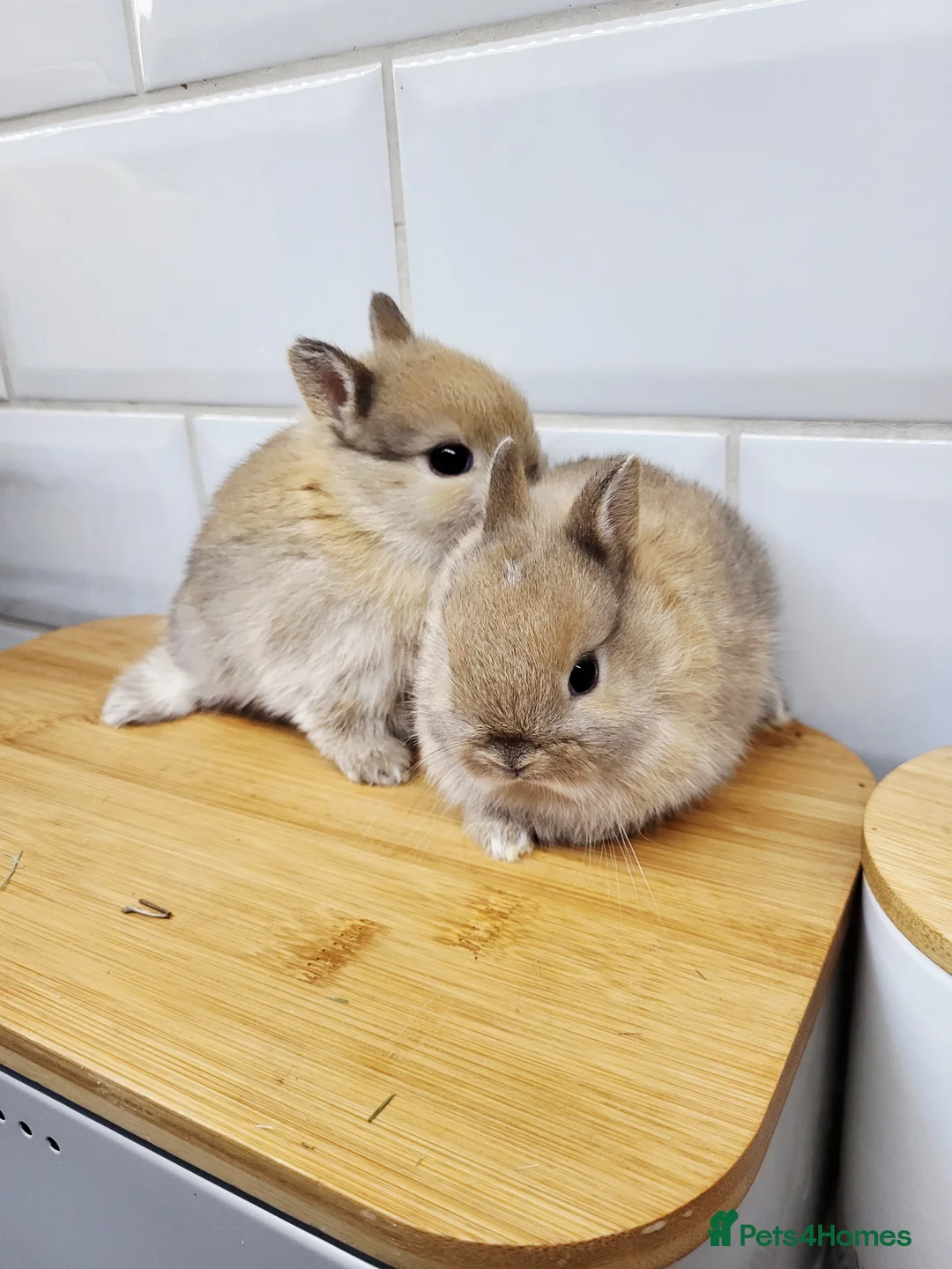 Netherland Dwarf rabbits for sale: Hi all my bunny they are reserved now  - Advert 1