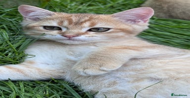 British Shorthair cats in Basildon - Advert 15