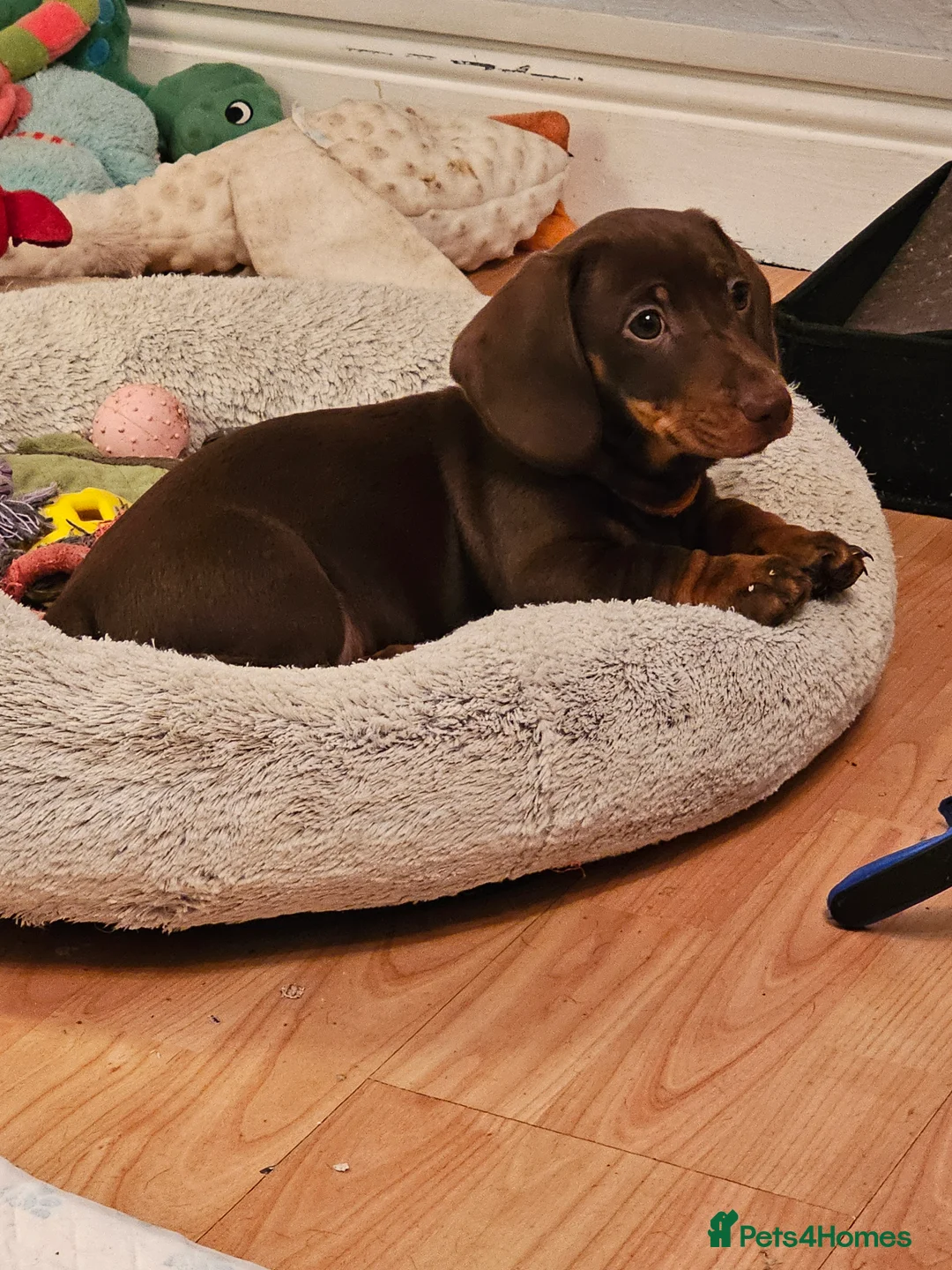 Dachshund dogs for sale: Looking for a loving forever home - Advert 3
