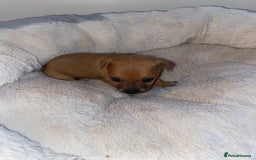 Jack Russell dogs for sale: Beautiful jackrussels pup - Image 5