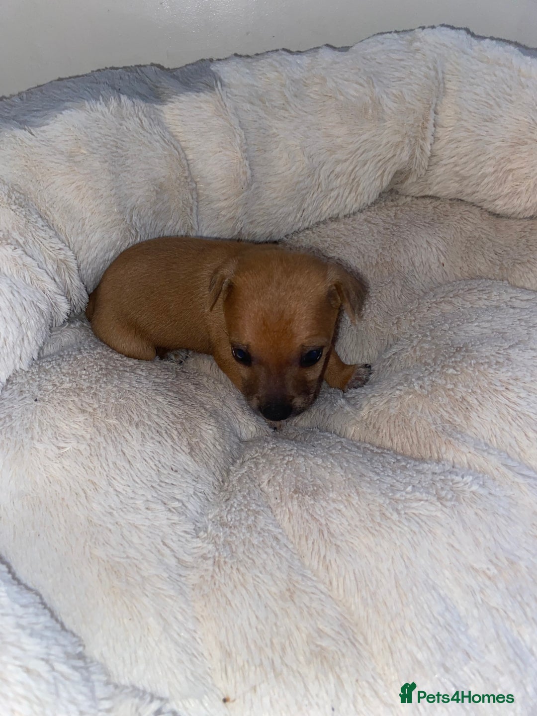 Jack Russell dogs for sale: Beautiful jackrussels pup - Image 5