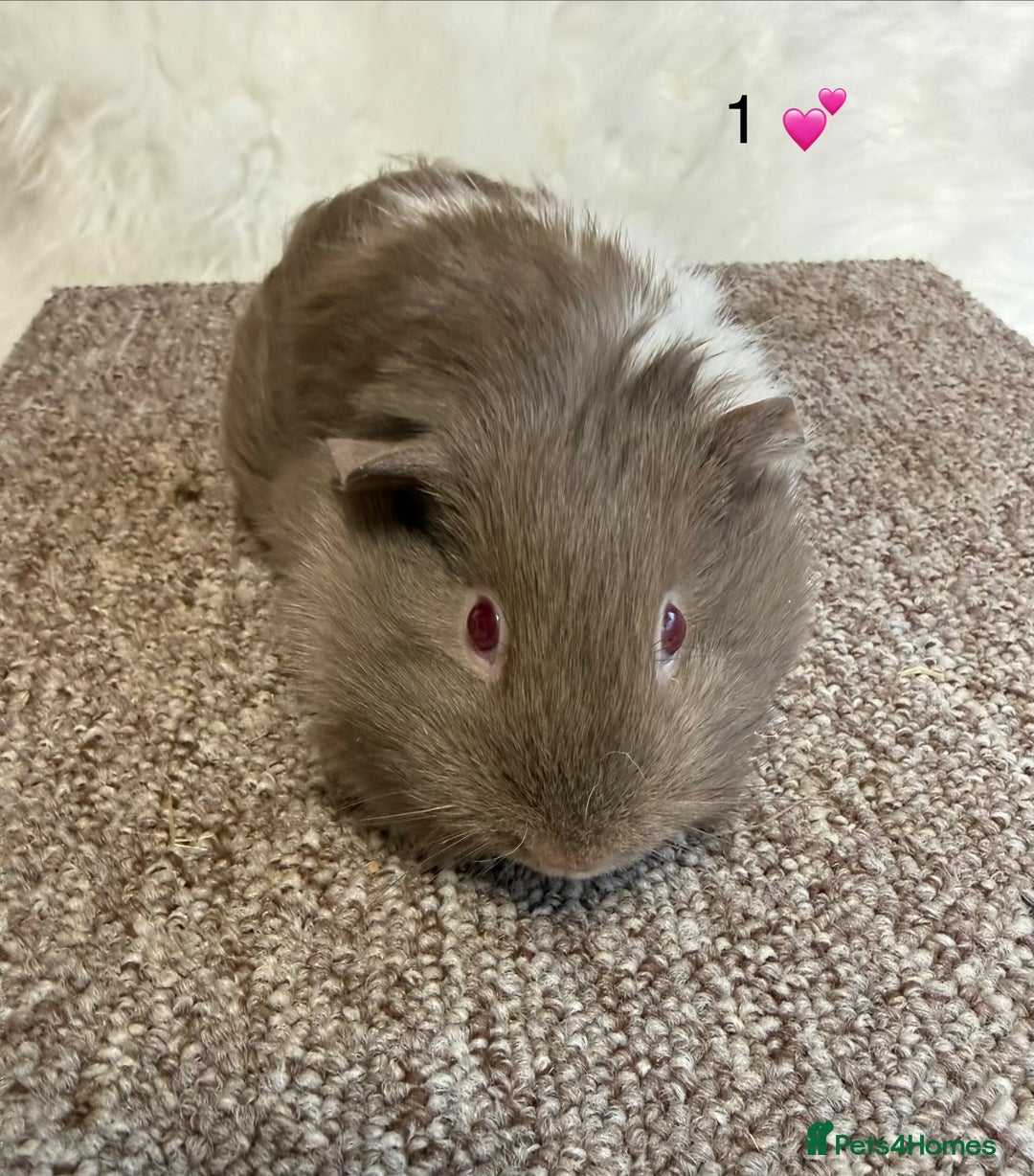 Guinea Pig rodents for sale: Funkie Sow & Boar Guinea Pigs - Advert 2