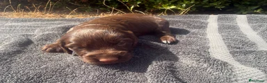 Cocker Spaniel 2