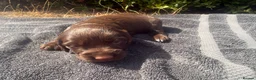 Cocker Spaniel dogs for sale: Beautiful Working Cocker Spaniel puppies  in Braintree - Advert 6