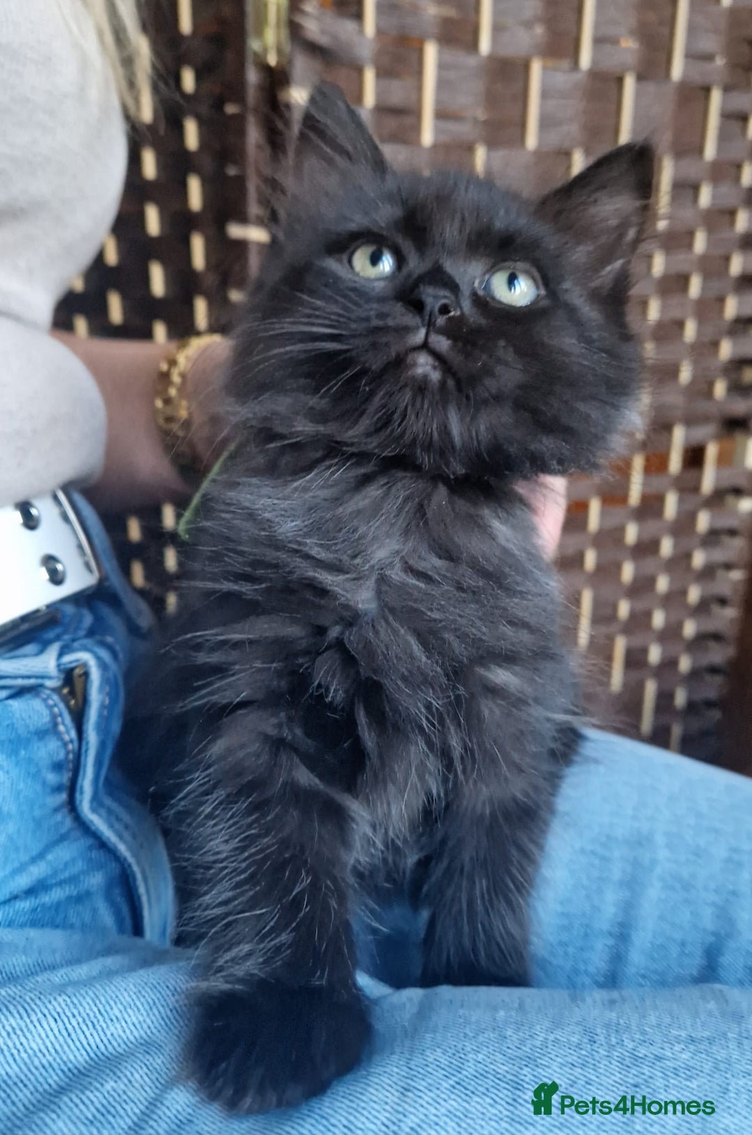 Ragdoll cats for sale: 6 CROSS RAGDOLL KITTENS WAITING FOR A LOVING HOME - Image 10