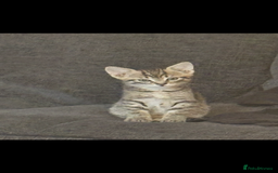 Bengal cats for sale: Half bengal kittens  - Image 3
