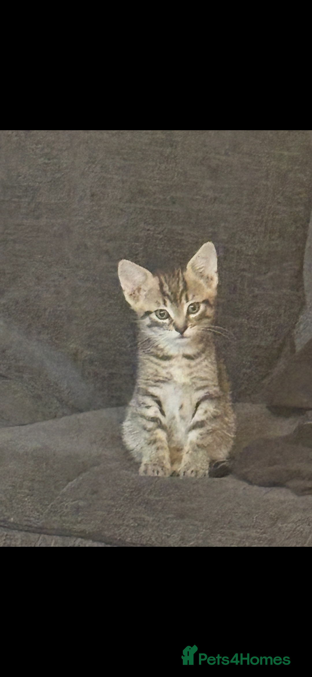 Bengal cats for sale: Half bengal kittens  - Image 3