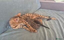 Bengal cats for sale: 2 Gorgeous Bengal - Image 3