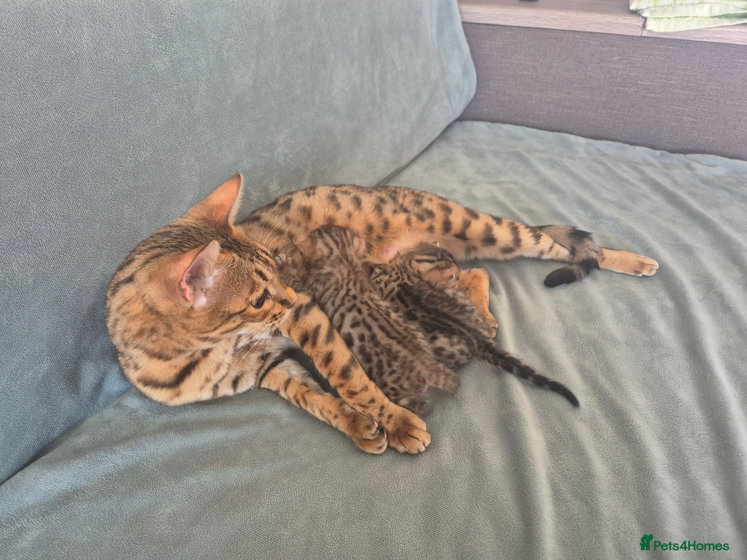 Bengal cats for sale: 2 Gorgeous Bengal - Image 3