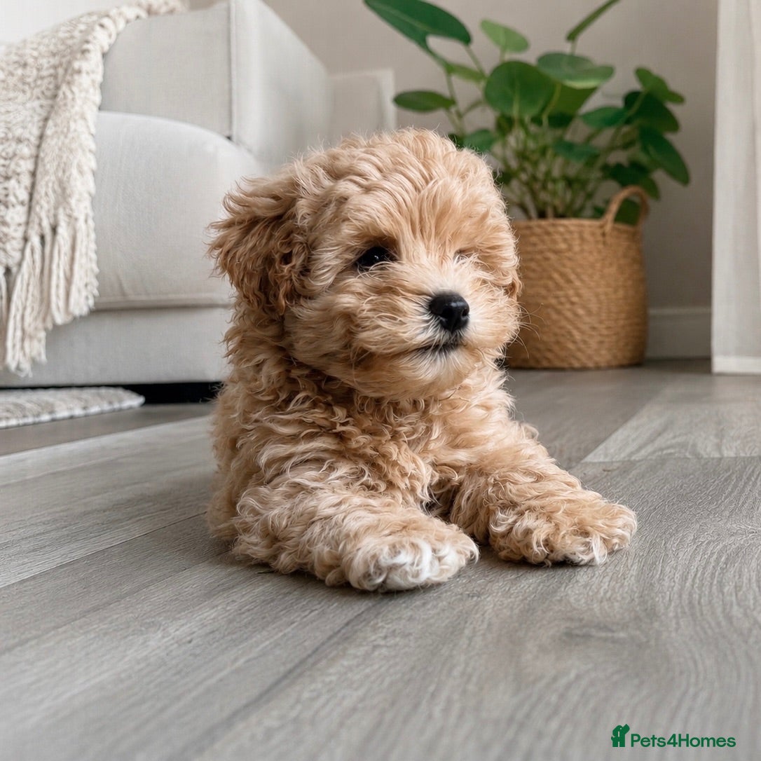 Maltipoo dogs 4 small and adorable puppies 🧸 - Advert 4