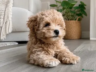 Maltipoo dogs 4 small and adorable puppies 🧸 - Advert 4