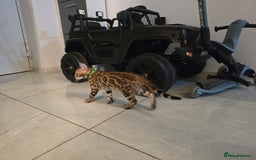 Bengal cats for sale: Stunning bengal kittens READY NOW - Image 9