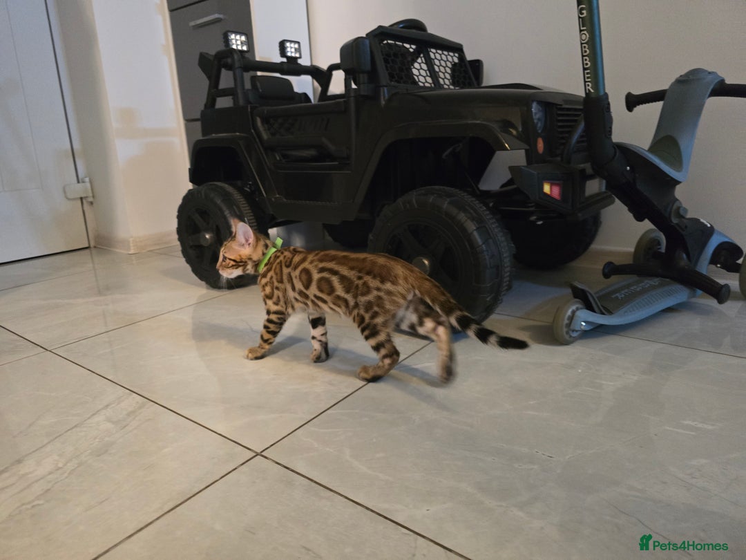 Bengal cats for sale: Stunning bengal kittens READY NOW - Image 9