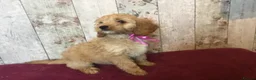 Mixed Breed dogs for sale: Adorable fluffball Cockalierpoo pups - Advert 3