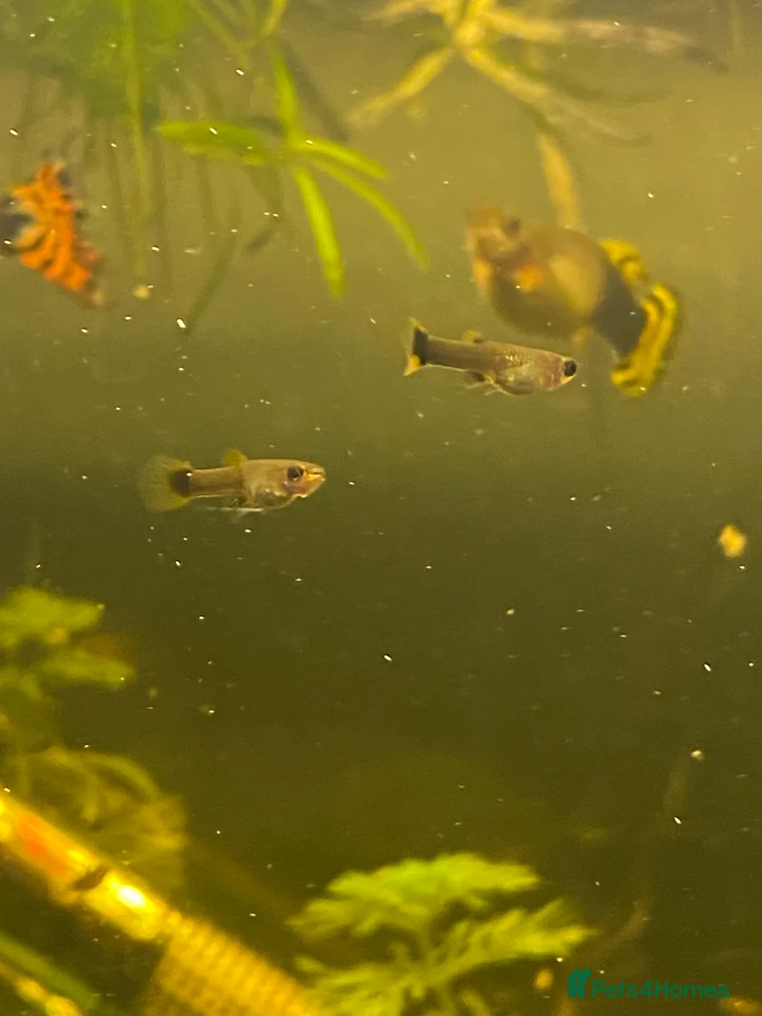 Live Bearers fish for sale: Guppy fry  in Leigh - Advert 2