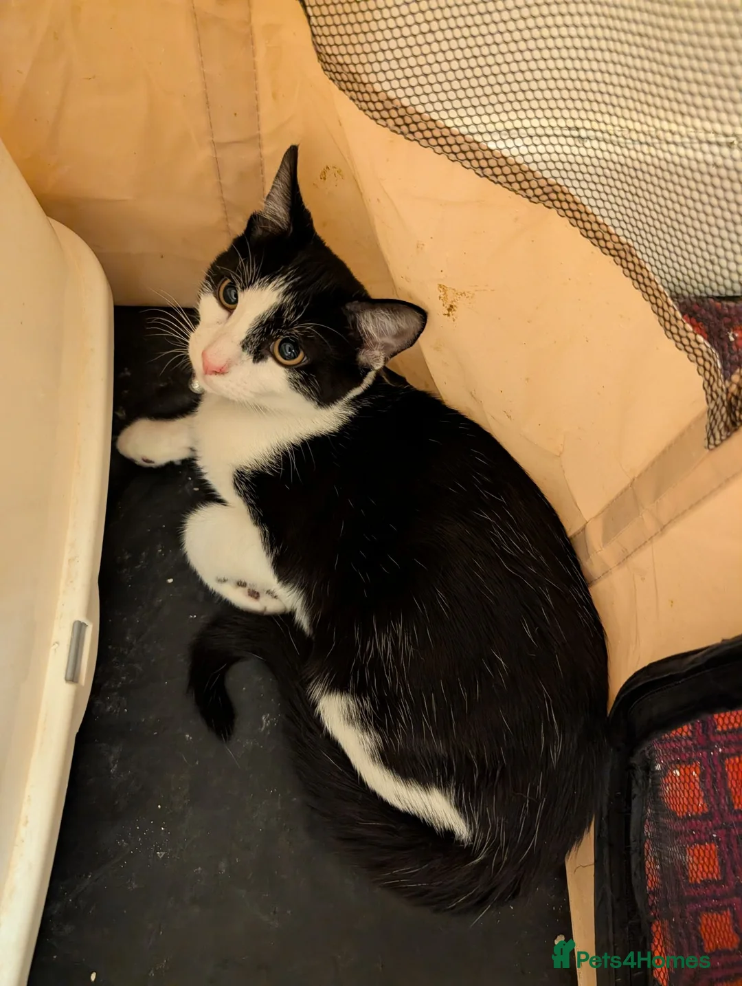 Mixed Breed cats for sale: Two kittens  **   in Thetford - Advert 2