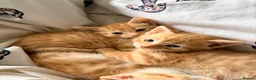 Domestic Shorthair cats for sale: 3 ginger and white boy kittens  in Cumnock - Advert 7