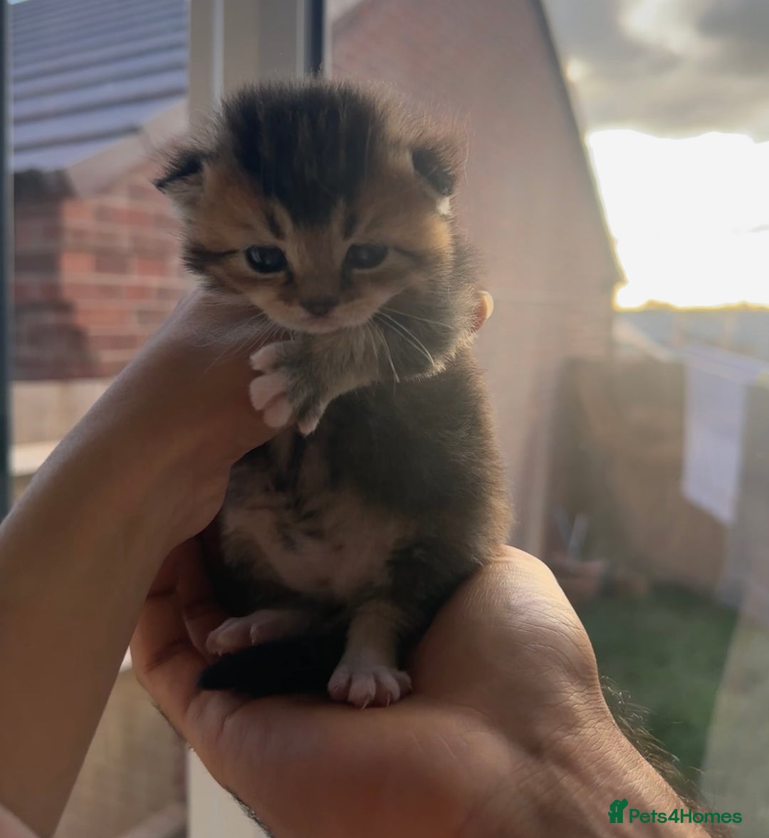 Mixed Breed cats for sale: Rare British Longhair x Scottish straight Kittens✨ - Image 3