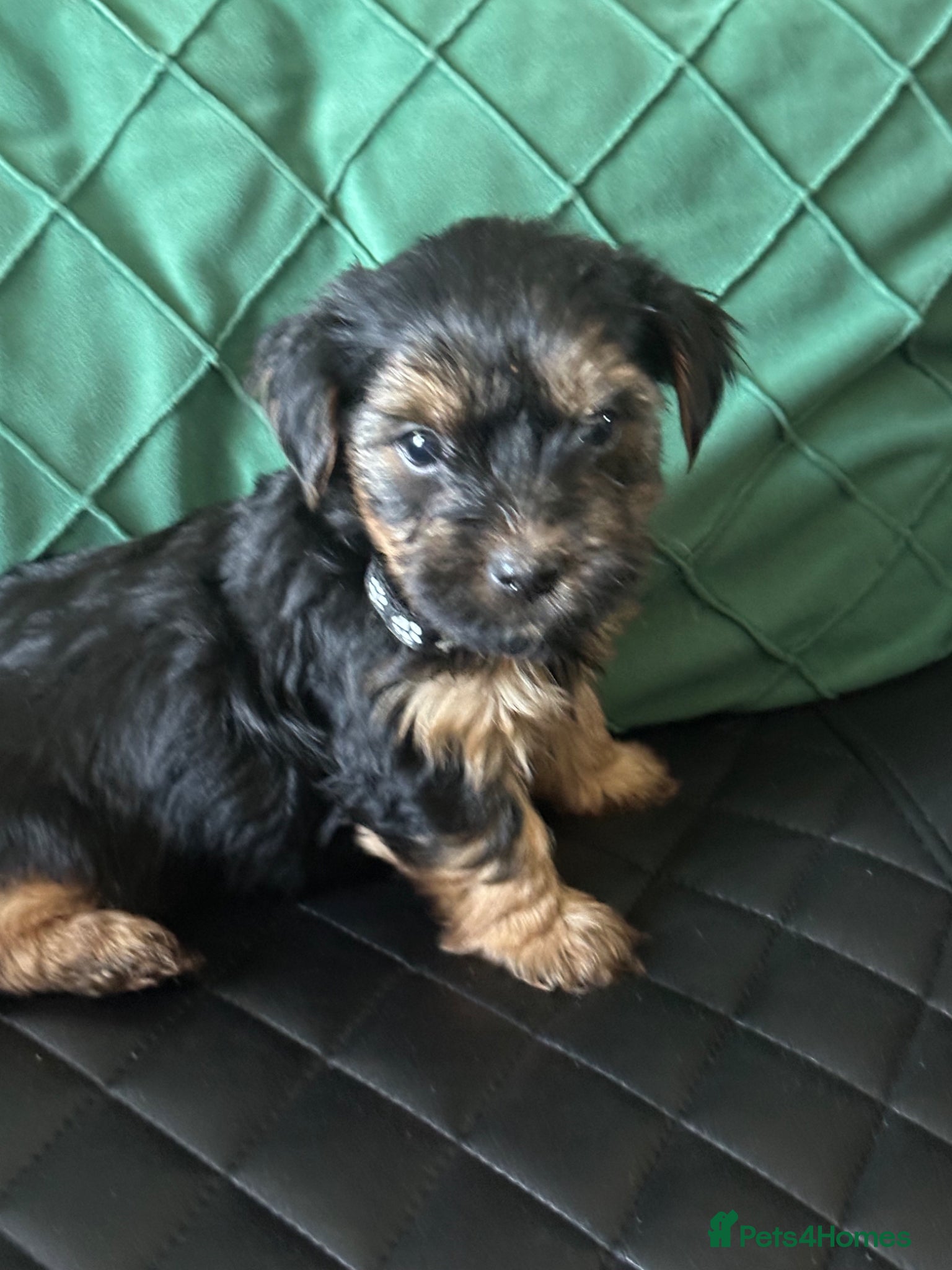 Yorkshire Terrier dogs Yorkshire terrier puppies  - Advert 2